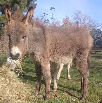 ânesse pie née en 2011